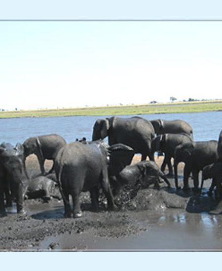 Am Chobe River tummeln sich große Elephanten-Herden. botswana-elefant