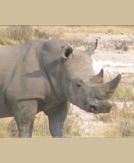 Wow... Plötzlich taucht dieser Koloss vor uns auf! botswana-nashorn