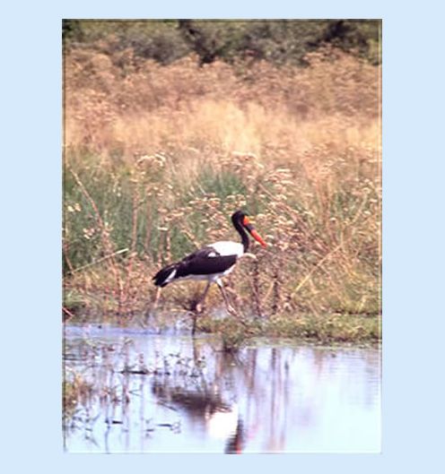 Bei so viel Wasser findet sich eine reichhaltige
Vogelwelt ein. V.a. Wasservögel sind im
Delta in Scharen vertreten.