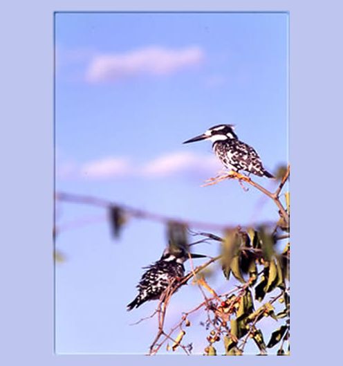 Der "Pied Kingfischer" (größter Eisvogel des Landes) lebt meist in Wassernähe..