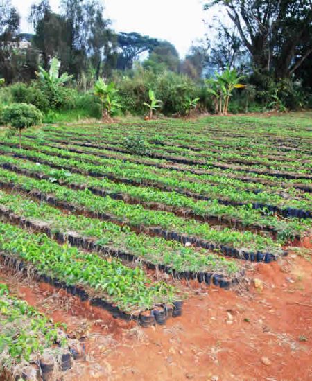 tansania-arusha-coffee-lodge