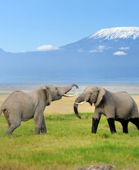 Der Berg ruft! Majestätisch, schön,
lockend - so grüßt der Kilimanjaro aus
der Ferne. tansania-kilimandscharo