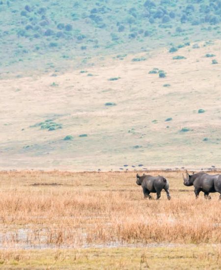 tansania-ngorongoro-nashorn