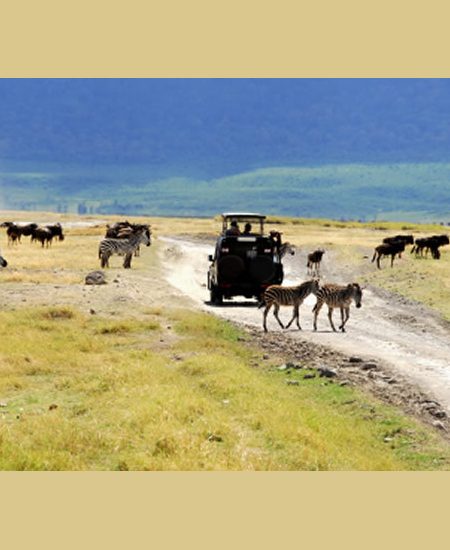 Eine Safari auf dem Kratergrund gehört
zu jeder Tanzania Reise! Doch sollten
Sie ein wenig Abenteuergeist mit-
bringen.
Bevor Sie gemächlich das große Wildge-
biet erkunden können, steht die Abfahrt
über steile Kraterwände und abenteuer-
liche Pisten an! tansania-ngorongoro-pirschfahrt