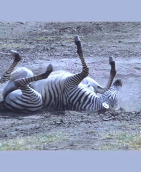 Tolle Tiererlebniss entschädigen jedoch
für den "halsbrecherischen" Start...
Lassen Sie sich von der besonderen Magie
dieses Gebietes einfangen! tansania-ngorongoro-zebra