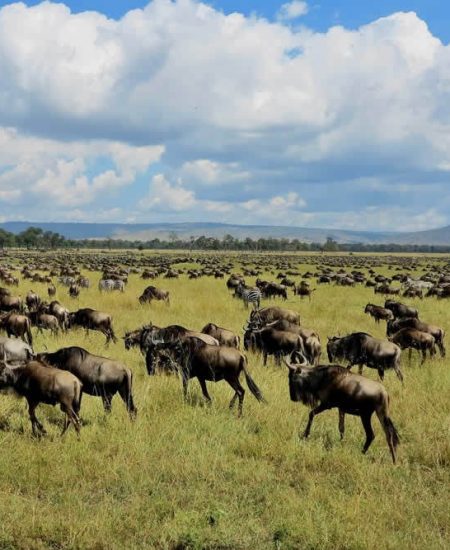 tansania-serengeti-migration
