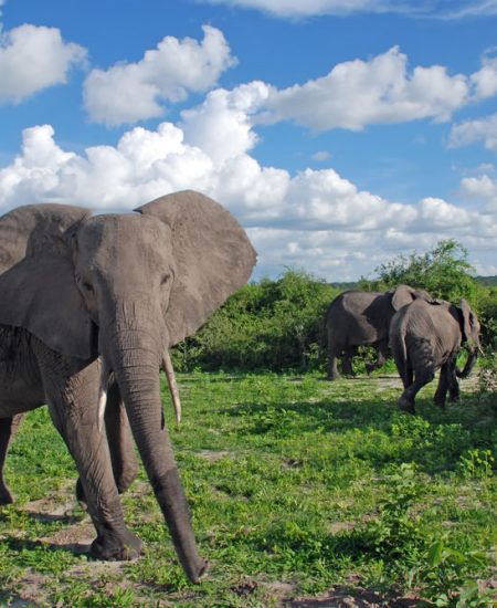 tansania-tarangire-elelphanten