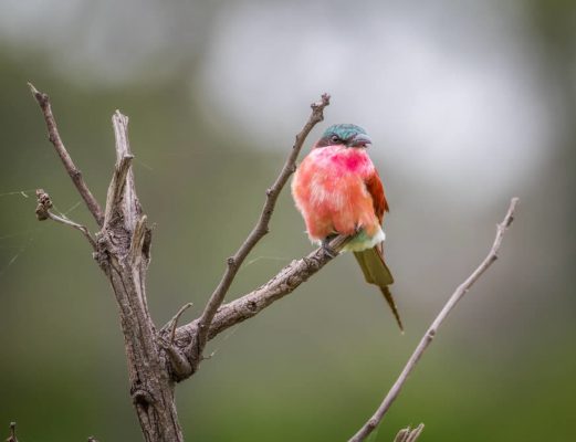 namibia-bienenfresser