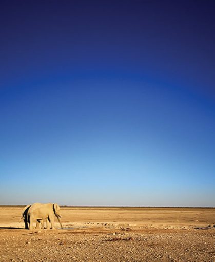 namibia-etosha-elephanten