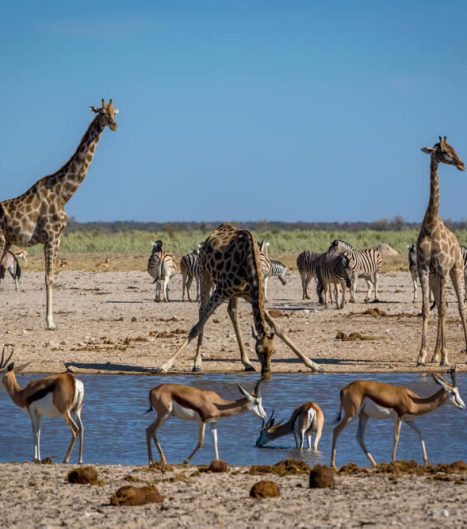 Treffen Sie eine Giraffe am Wasser, bringen Sie Zeit mit! Es kann dauern, bis sie endlich trinken wird!