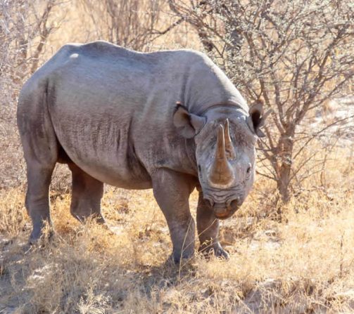 Rhinos in Etosha zu sehen ist ein ganz
besonderes Erlebnis. Im Park leben Breit- und Spitzmaul Nashörner.