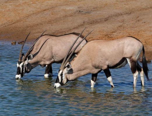 namibia-etosha-oryx