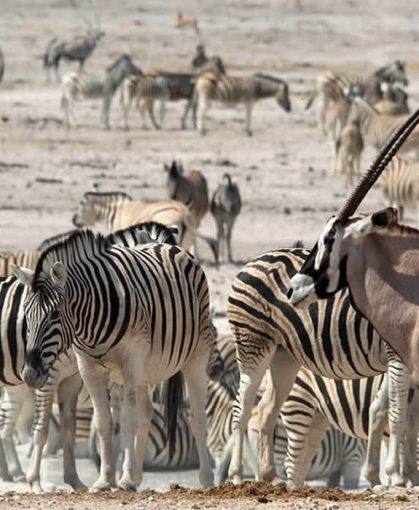namibia-etosha-wasserloch