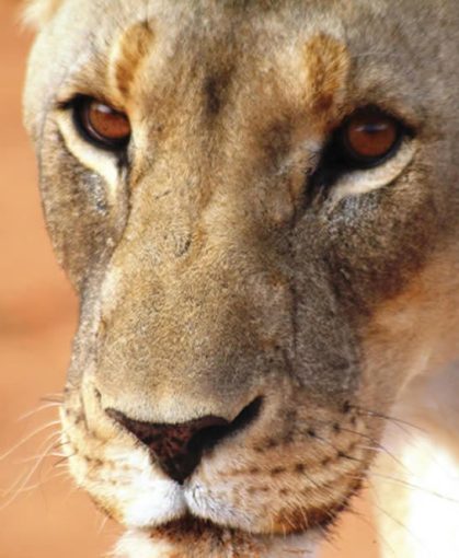 namibia-loewenkopf