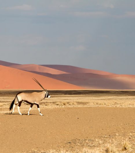 Eine Oryx-Antilope - Namibia's Wappentier, ist in den trockenen Wüstengebieten zu Hause.
