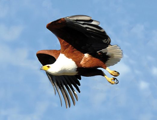 namibia-schreiseeadler