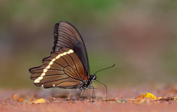 Ein Besuch in "Butterlfy World" entführt Sie in die farbenprächtige Welt dieser zauberhaften Geschöpfe. suedafrika-butterly-world