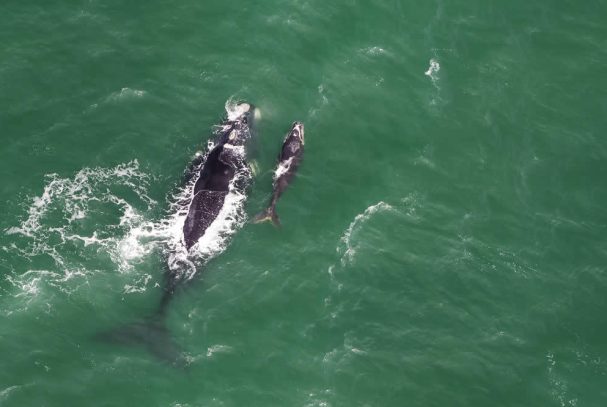 Wale tummeln sich vor Südafrikas Küsten
(Juli-November). Besonders gute
Beobachtungsmögilchkeiten bieten sich in
Hermanus. suedafrika-hermanus-wal