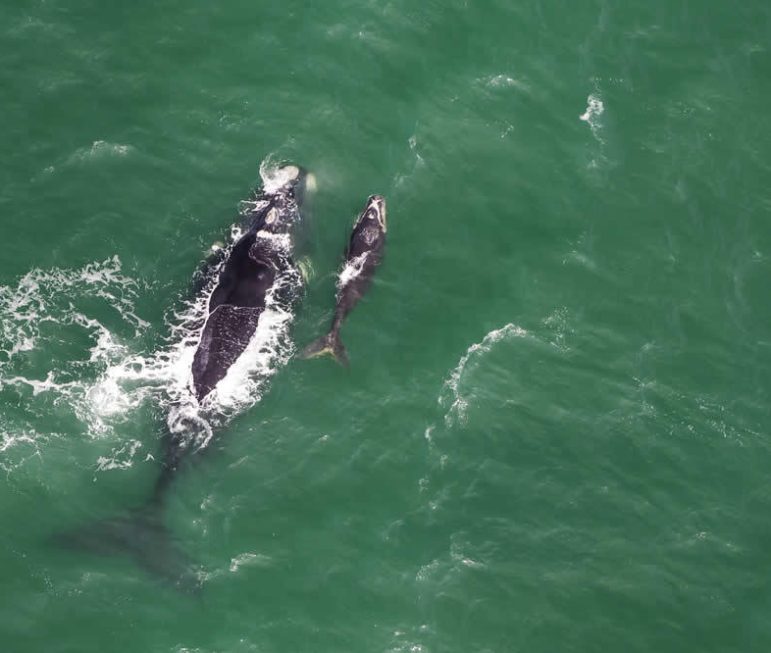 Wale in der Walker Bay. Schon von den
Klippen aus sind sie "hautnah" zu
beobachten. suedafrika-hermanus-wal