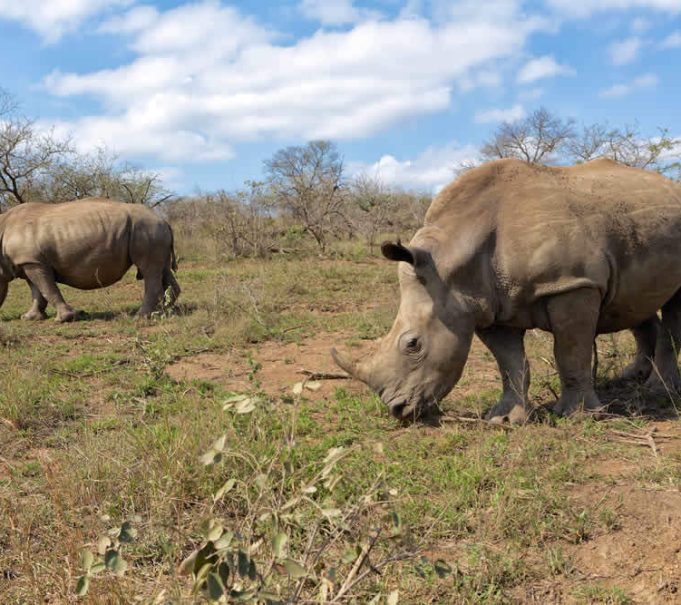 Von nicht geringerer Bedeutung als der Krüger Park ist das Hluhluwe/Umfolozi Reserve, das maßgeblich zur Sicherung des Nashornbestandes Südafrika's beigetragen hat. suedafrika-hluhluwe-nashorn