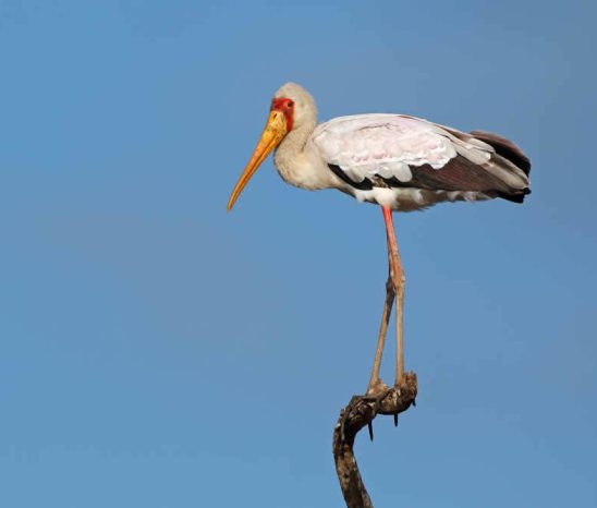 iSimangaliso beherbergt auch eine artenreiche
Tierwelt. Neben zahlreichem kleinen Wild tummeln sich in und an den
Gewässern Krokodile & Flußpferde, sowie
unzählige Vogelarten. suedafrika-isimangaliso-storch