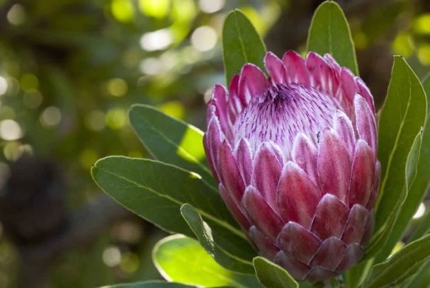 Ein Wahrzeichen Südafrika's - die
Protea. Die Flora des Landes ist grandios! suedafrika-koenigs-protea