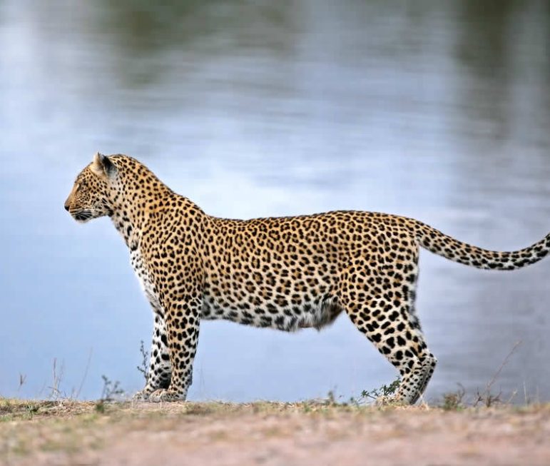 Es ist eine Rarität, einen Leoparden
zu entdecken... suedafrika-krueger-park-leopard