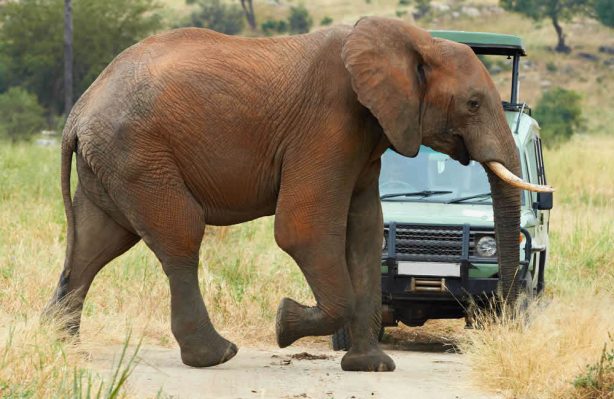 Die Faszination von Mashatu besteht darin, daß es als einziges Wildreservat in Privatbesitz, neben Löwenrudeln, Geparden & zahlreichen weiteren Wildtieren, großen Elephantenherden mit bis zu 500 Tieren Heimat bietet. suedafrika-mashatu-pirschfahrt-elephant