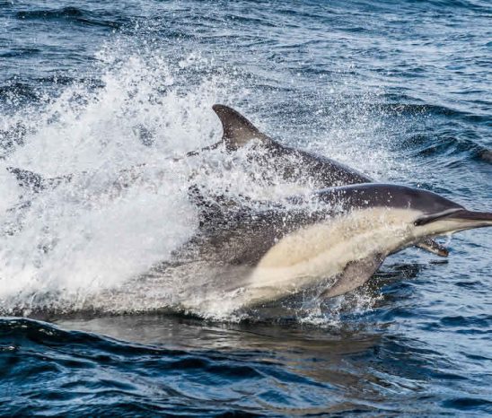 Die Küste nördlich von Durban ist als "Dolphin Coast" bekannt - nicht ohne
Grund! Mit ein wenig Glück & Geduld sind Delphine einzeln oder in großen
Schwärmen vom Ufer aus zu sehen. suedafrika-nordkueste-delphine