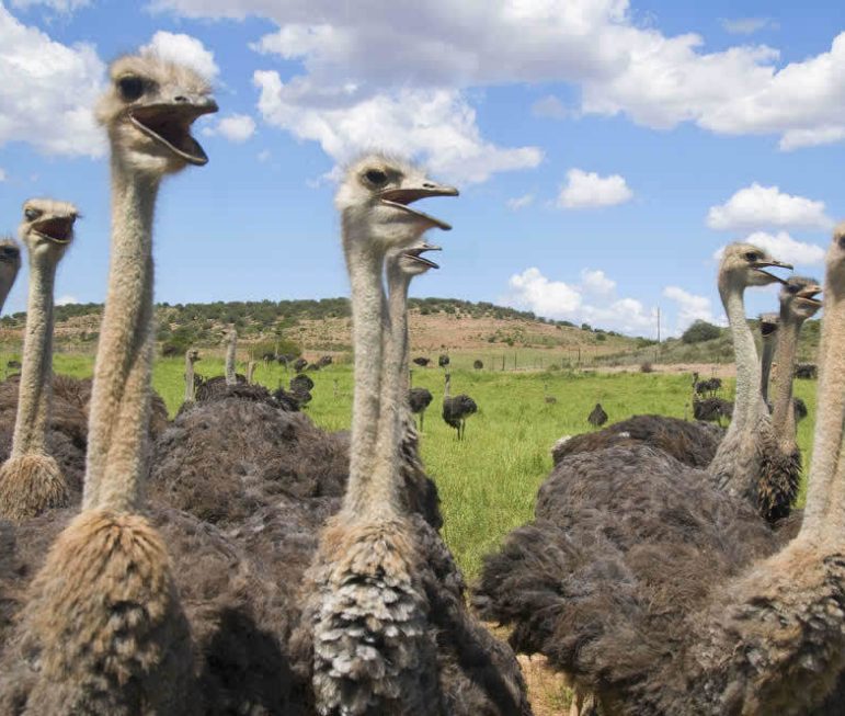 Hallo - besuchen Sie uns! Sie werden
staunen, was alles in uns steckt! suedafrika-oudtshoorn-strauss