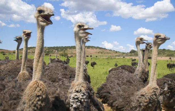 Der Besuch auf einer Straußenfarm ist ein Höhepunkt Ihres Aufenthaltes, mit vielen Informationen über das Leben dieser flugunfähigen Vögel. suedafrika-oudtshoorn-strausse