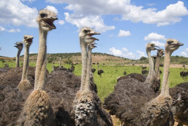 Ein Besuch auf einer Straußenfarm ist
interessant und immer amüsant....! suedafrika-oudtshoorn-strausse