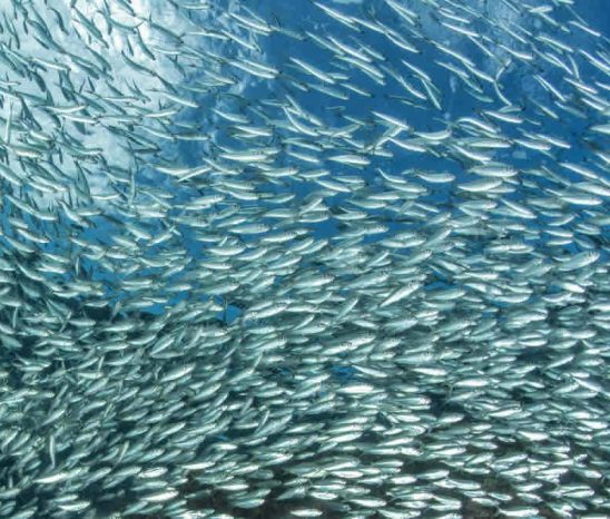 Beschließen Sie Ihre Reise mit ein paar
Tagen an der Südküste Durban's. Wenn Sie im Juni/Juli hier sind, können Sie mit etwas Glück Zeuge des spektakulären "Sardine Run" werden! suedafrika-suedkueste-sardinen-schwarm