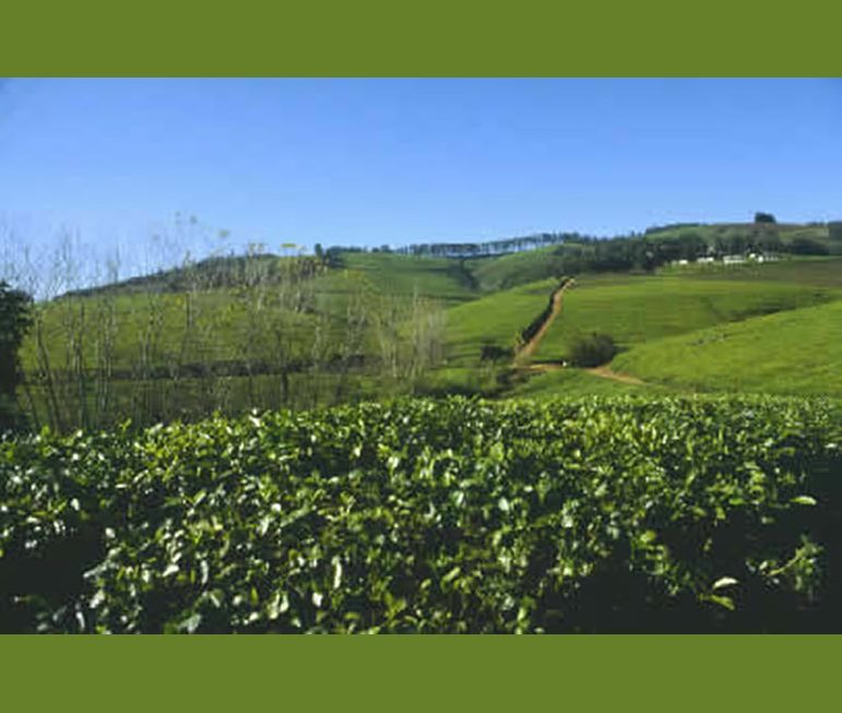 Ein mildes Klima sorgt für fruchtbare
Böden - weite Teeplantagen im Norden
bei Tzaneen. suedafrika-tzaneen-teeplantage