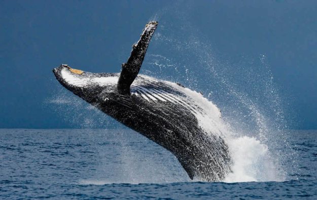 Die größte Attraktion ist die Walbeoachtung (Juli-November). Ob von den Klippen oder vom Boot aus, ein Blick auf die Giganten des Meeres ist atemberaubend. Ein größerer Adrenalinschub gefällig? Wie wär's mit einem Tauchgang auf den Weißen Hai....?