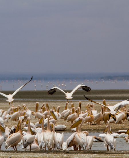 tansania-lake-manyara-pelikane.jpg