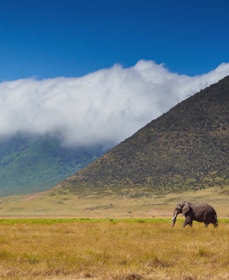 tansania-ngorongoro-elephant