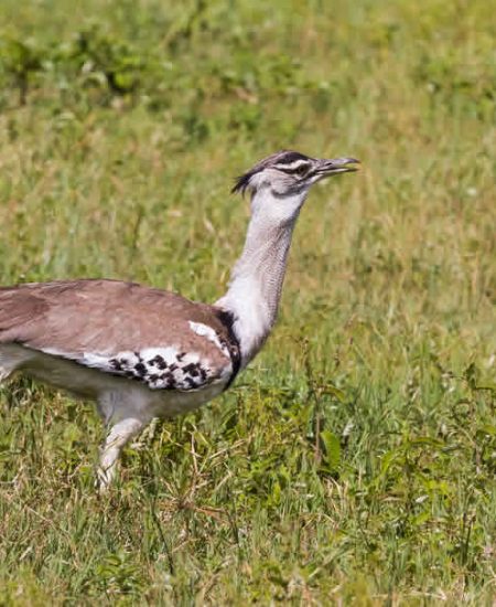 tansania-ngorongoro-vogel