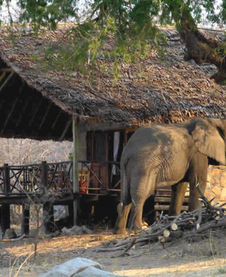 Die Chalets des Ruaha River Camp, verteilt am Uferrand, bieten allen Komfort & tollen Ausblicke.