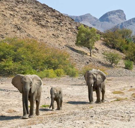 Das Aufspüren von Wüstenelephanten ist immer mit Glück verbunden
