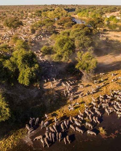 Man muß das Camp gar nicht verlassen für diesen Anblick: Hunderte von Zebras und oft auch Elephanten strömen zum Fluß